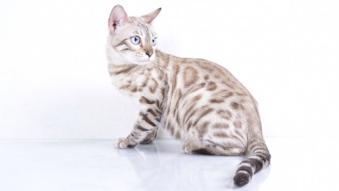 Бенгальская кошка Сноу Линкс