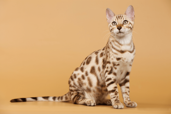 Бенгальская кошка окрас Линкс