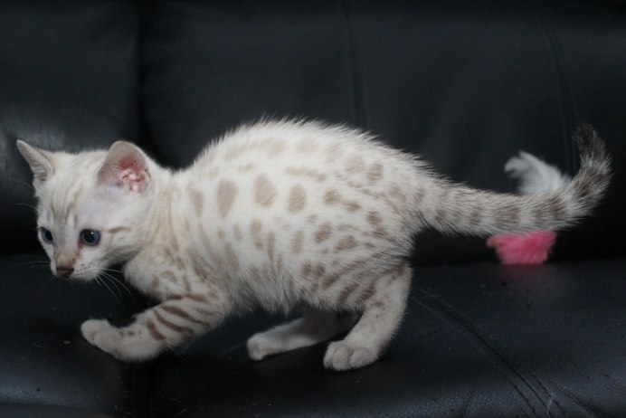 Бенгальский кот Линкс