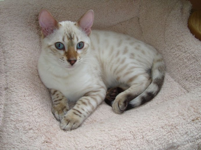 Бенгальская кошка Линкс