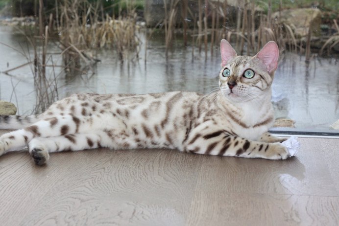 Бенгальский кот альбинос