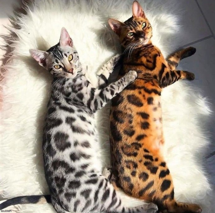 Бенгальская кошка табби