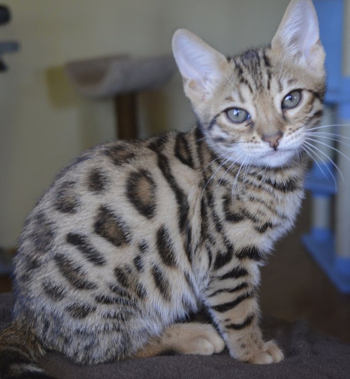 Бенгальская кошка серая