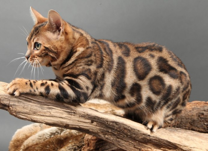 Белый бенгальский котенок