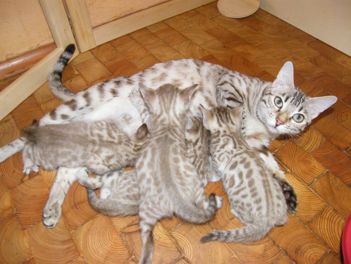 Белый бенгальский котенок