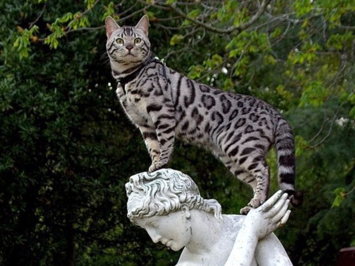 Бенгальский кот снежный Линкс