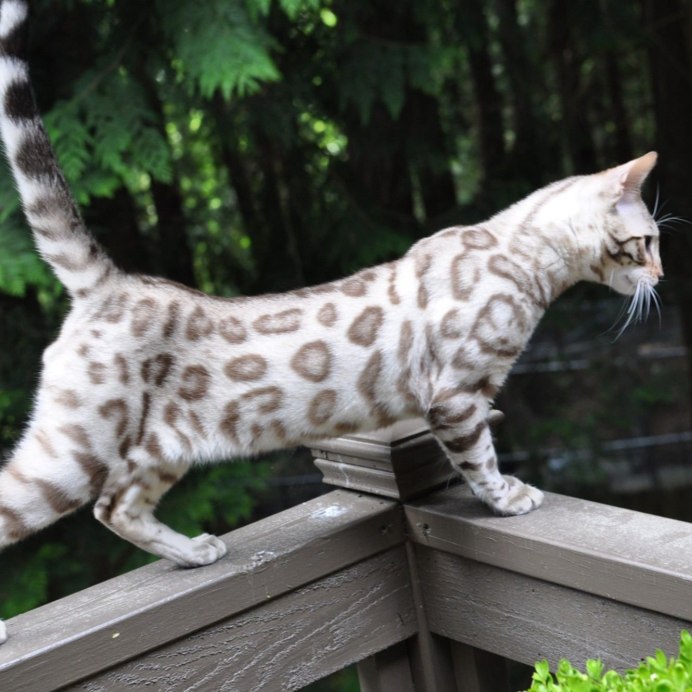 Бенгальский кот снежный Линкс