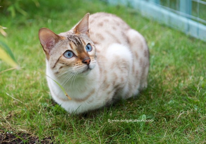 Белый бенгальский кот