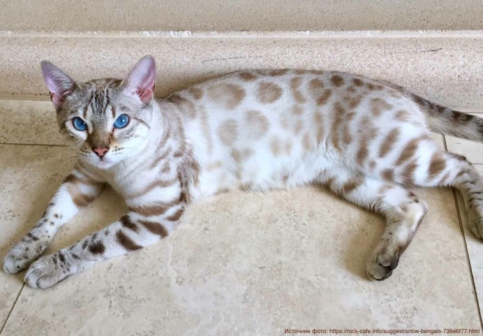 Бенгальская кошка Линкс