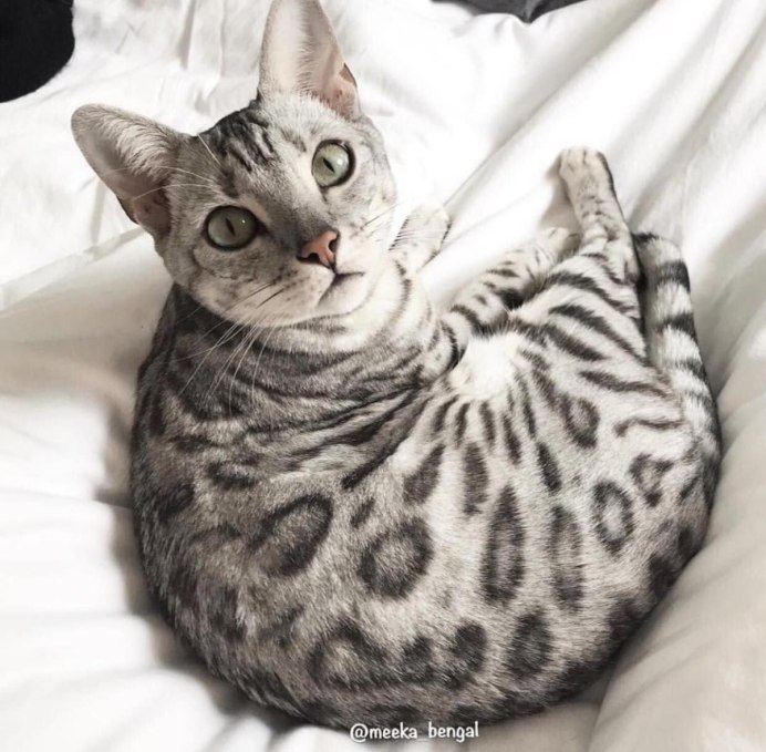 Белый бенгальский кот