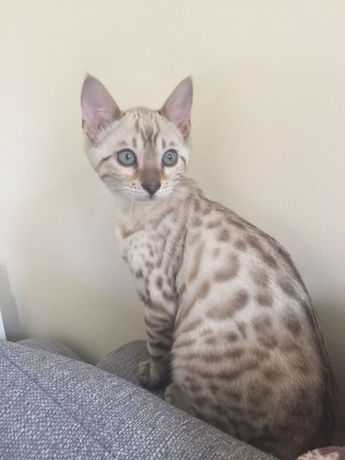 Белый бенгальский кот