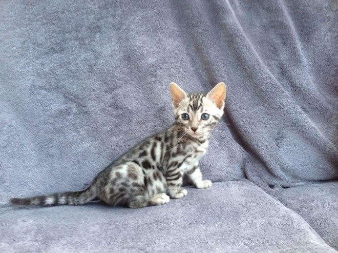 Котёнок бенгальской породы минк