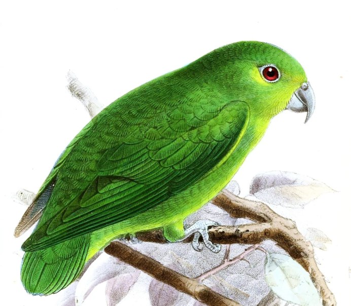 Nannopsittaca panychlora