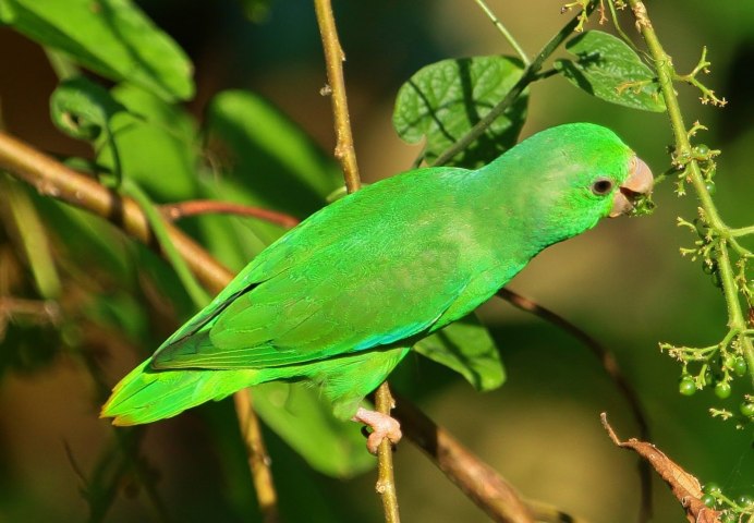 Forpus cyanopygius