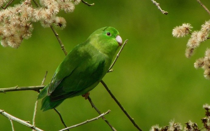 Forpus Coelestis