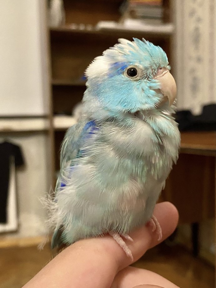 Влюбленные птицы
