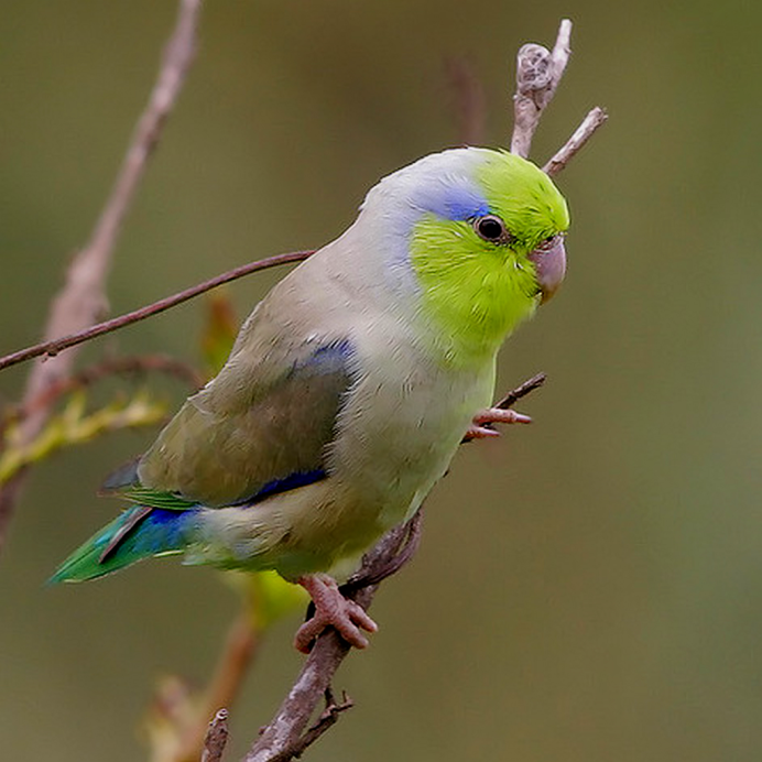 Forpus Coelestis
