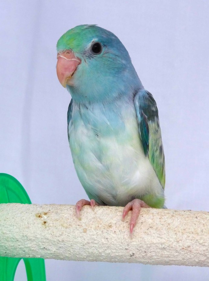 Forpus cyanopygius