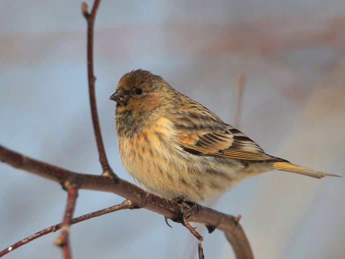 Красношапочный вьюрок (Serinus pusillus).