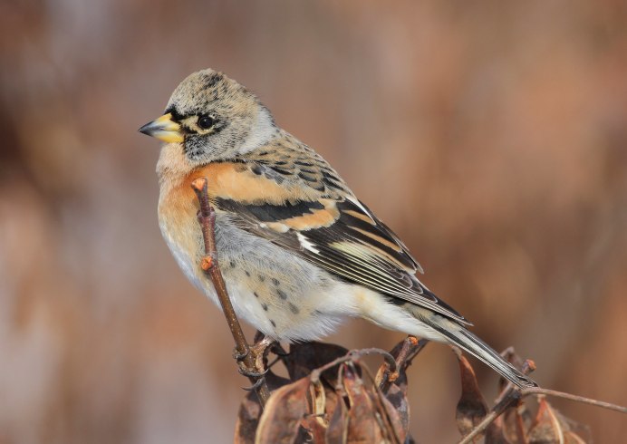 Американский горный вьюрок (Leucosticte tephrocotis)