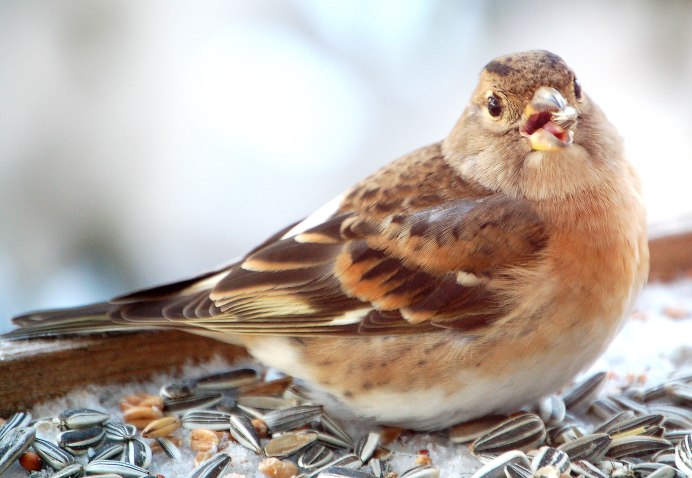 Mountain Finch