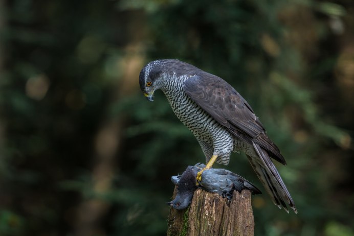 Тетеревятник (Accipiter gentilis)