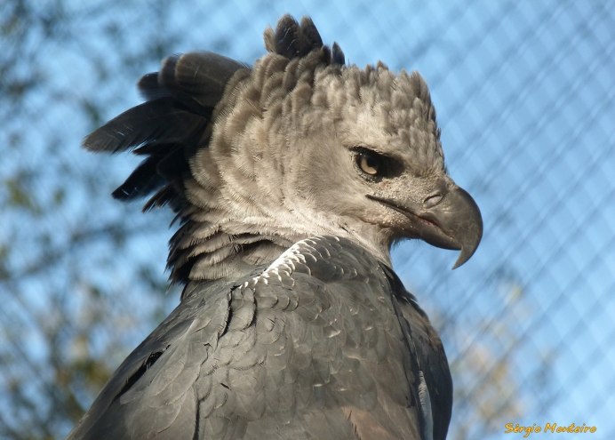 Ястреб-тетеревятник охотится