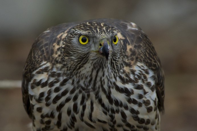 Лунь канюк тетеревятник