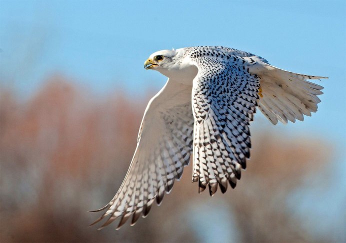 Кречет Falco rusticolus