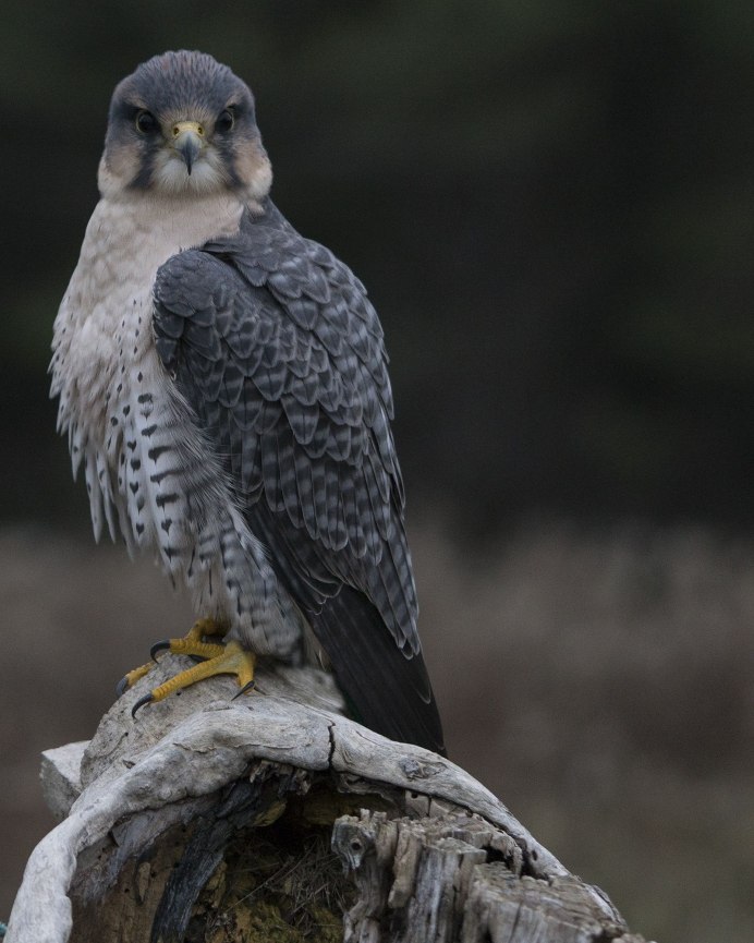 Птица ястреб тетеревятник