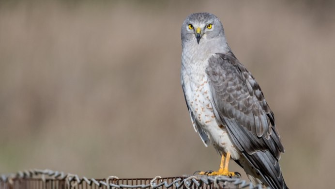 Птицы хищники средней полосы России