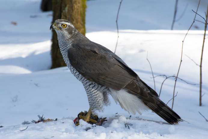 !(Ястреб-перепелятник Татарстана)