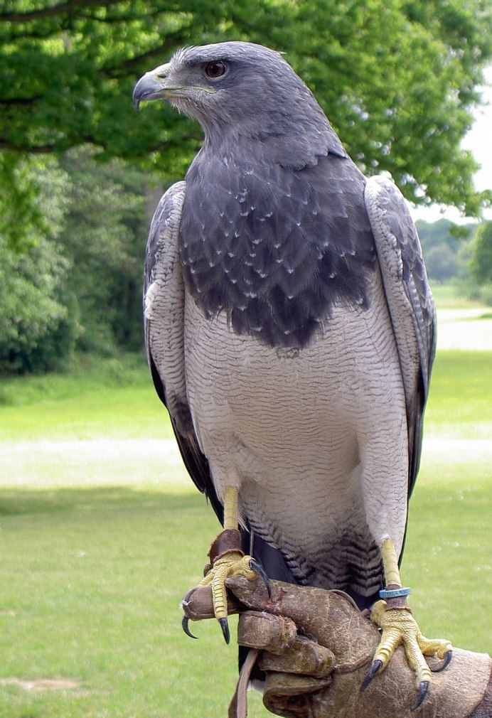 Охрана хищных птиц