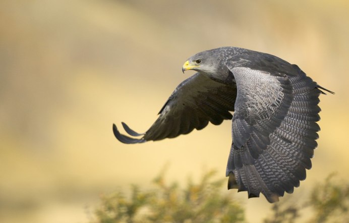Тетеревятник (Accipiter gentilis)