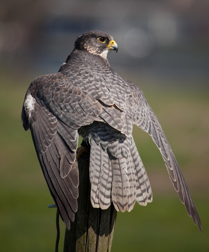 Сапсан птица фото