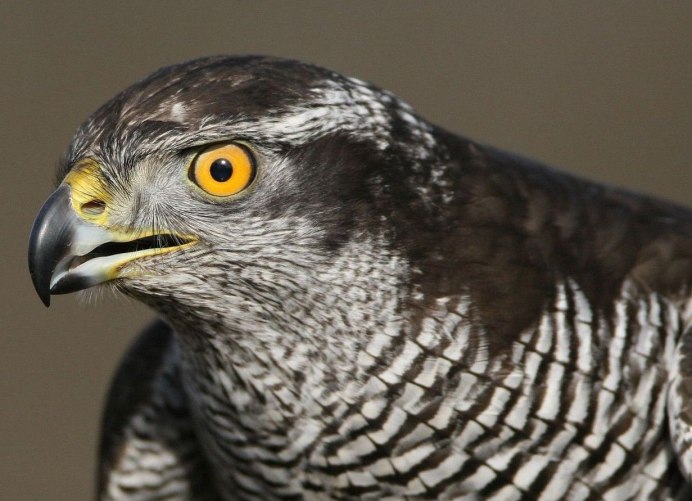 Хищные птицы Соколообразные