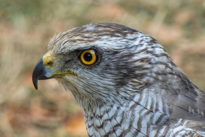 Хищная птица серого цвета