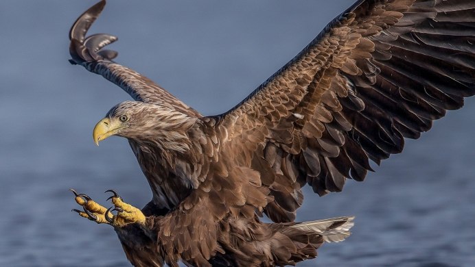 Южноамериканская Гарпия и человек