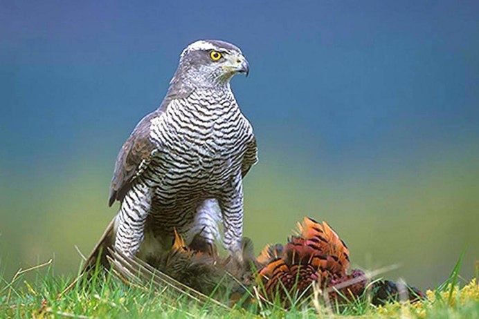 Серая хищная птица