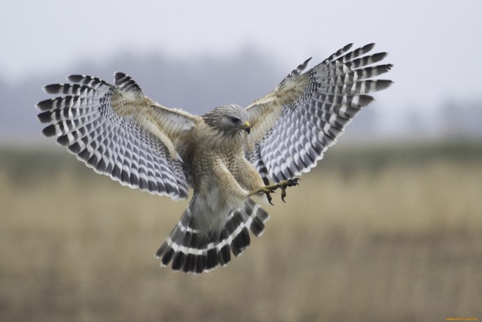 Ястреб тетеревятник размах крыльев