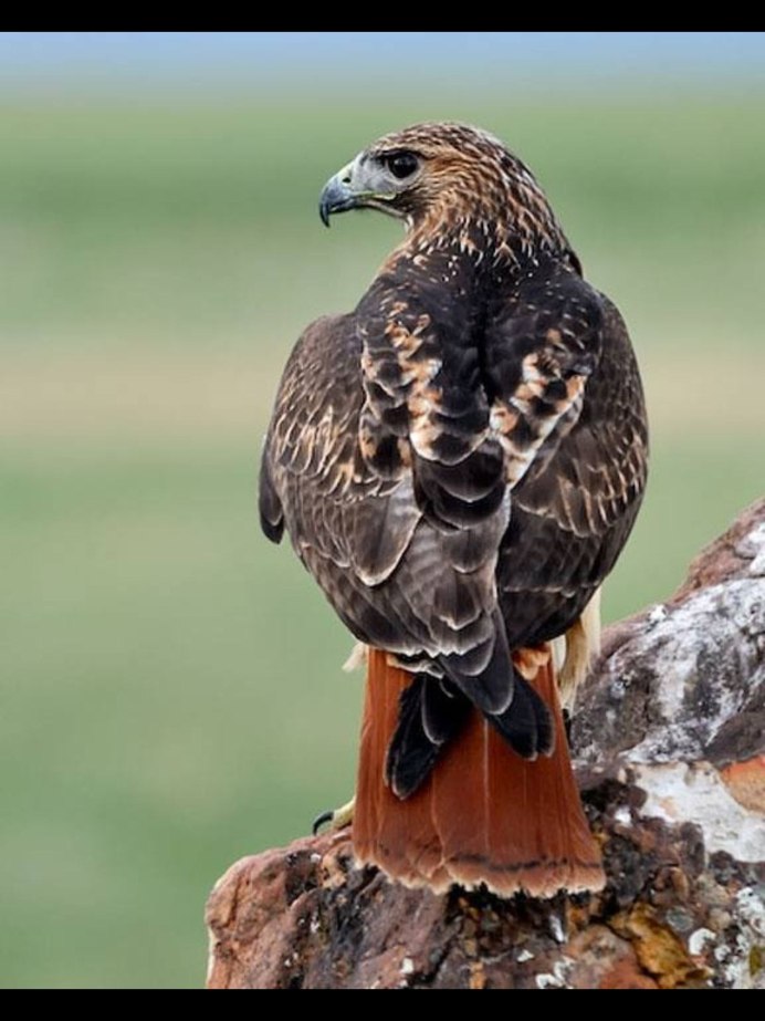 Краснохвостый канюк