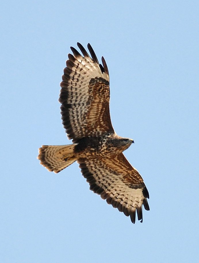 Сокол мульт