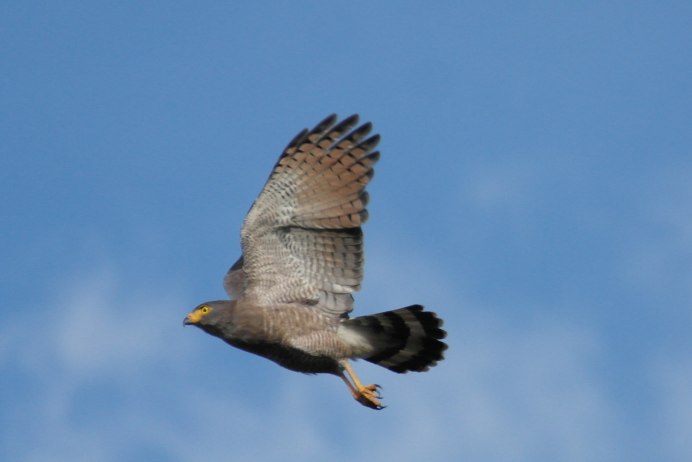 Хищные птицы Подмосковья