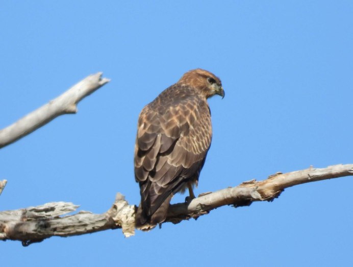 Канюк птица размах крыльев