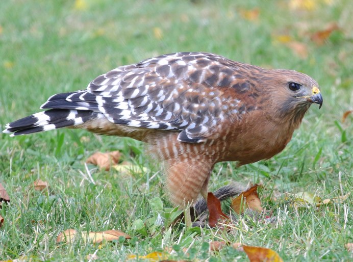 Сокол Орел ястреб канюк