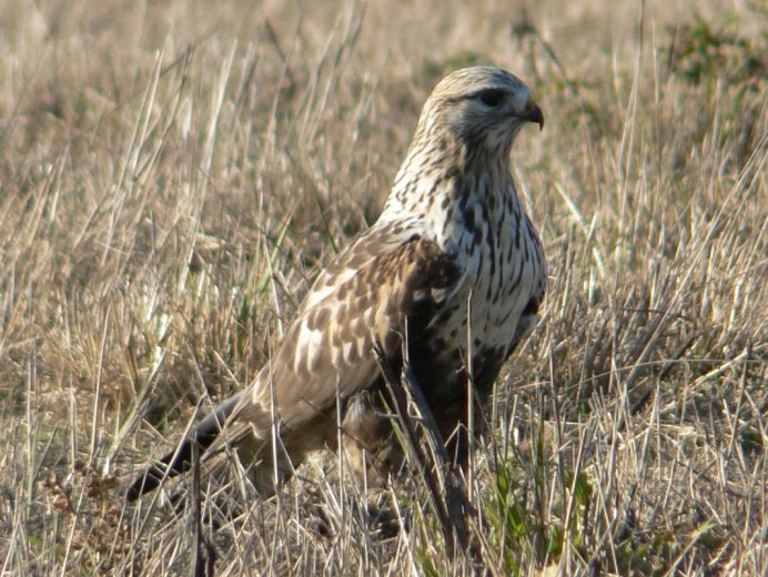 Ястреб канюк Орел Коршун