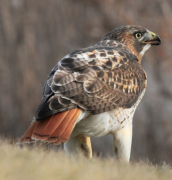Ястреб краснохвостый Сарыч
