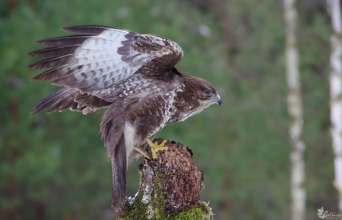 Канюк обыкновенный Хвалынский парк