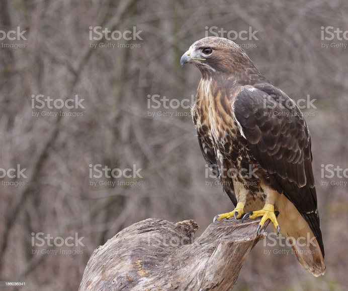 Краснохвостый ястреб