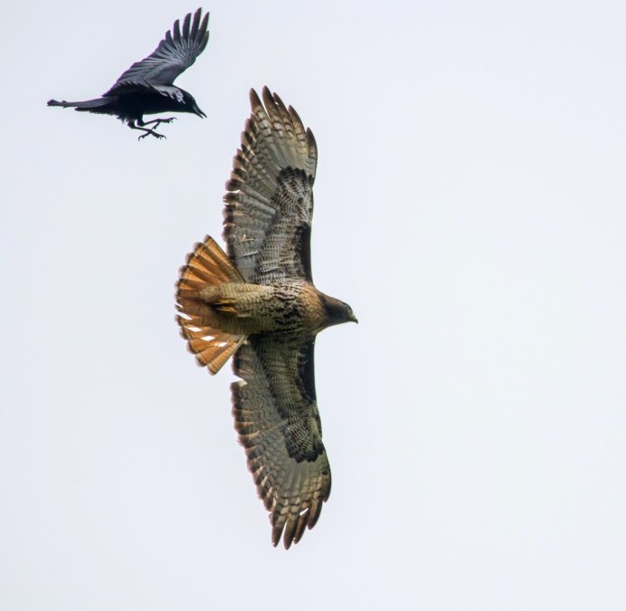 Канюк Европейский